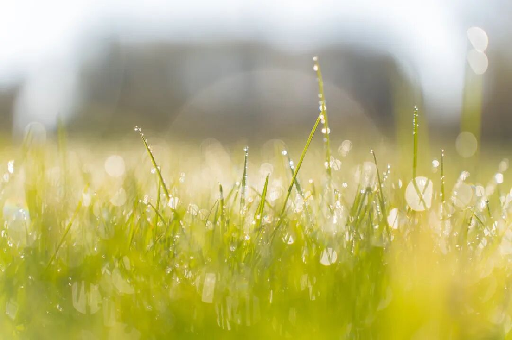 今日白露